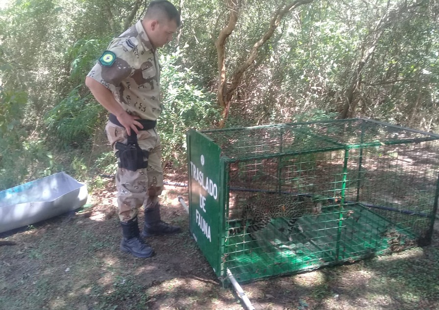 Gato montes pardo 00