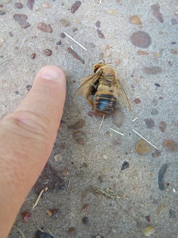 abeja
