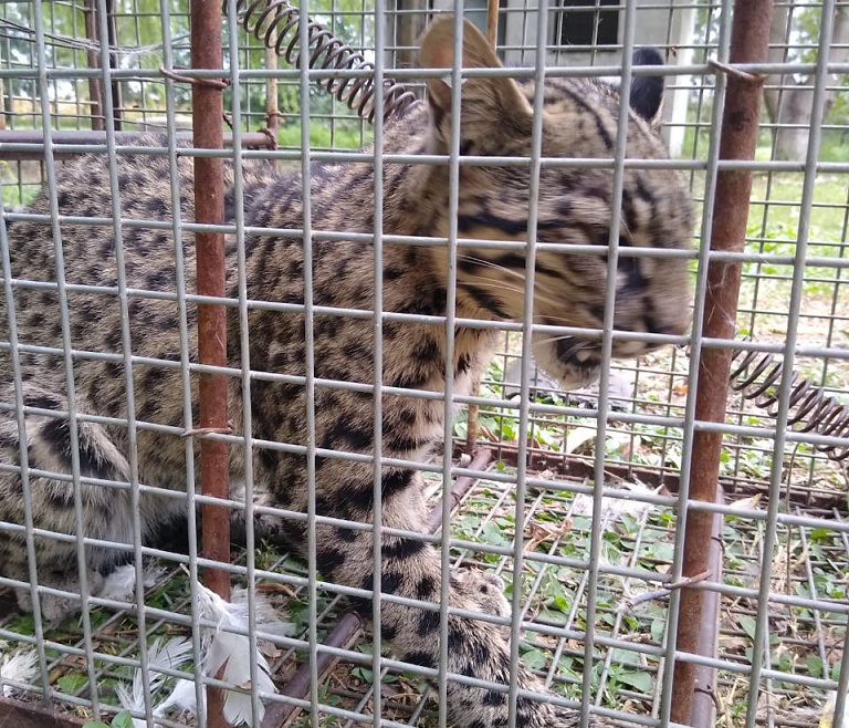 Gato montes pardo 02