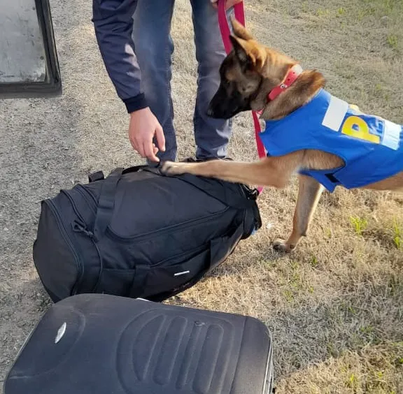 Layka