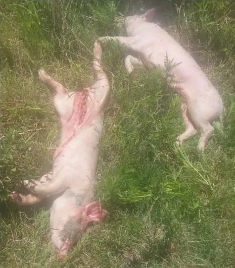 WhatsApp Image 2025-12-02 at 18.16.29