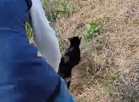 gato1