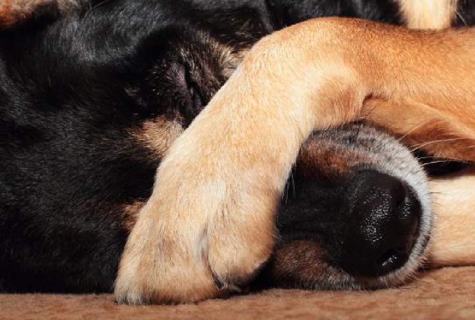 perro triste