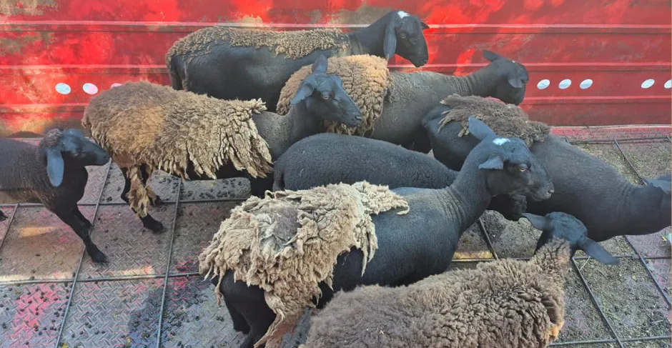 WhatsApp Image 2026-01-21 at 23.15.41