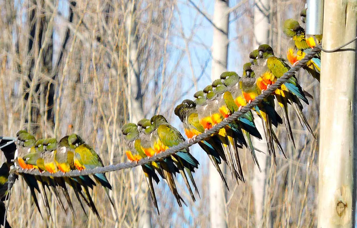 Loro-barranquero-Cyanoliseus-patagonus-