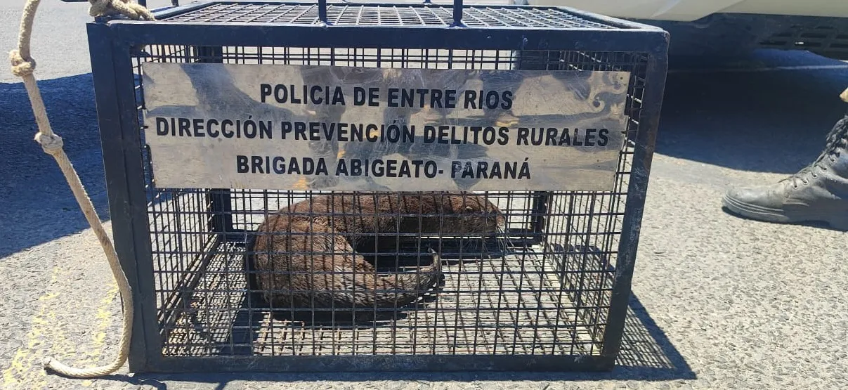 WhatsApp Image 2025-01-08 at 14.33.35