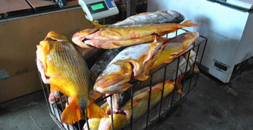 Piezas dorado