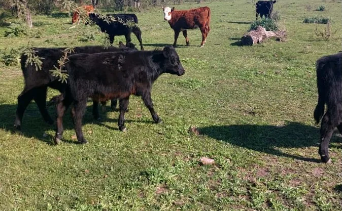 WhatsApp Image 2024-07-10 at 08.37.31