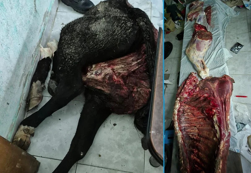 WhatsApp Image 2026-04-08 at 20.54.10