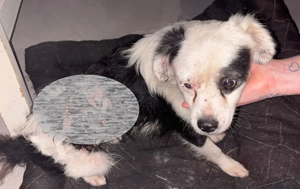 perro herido