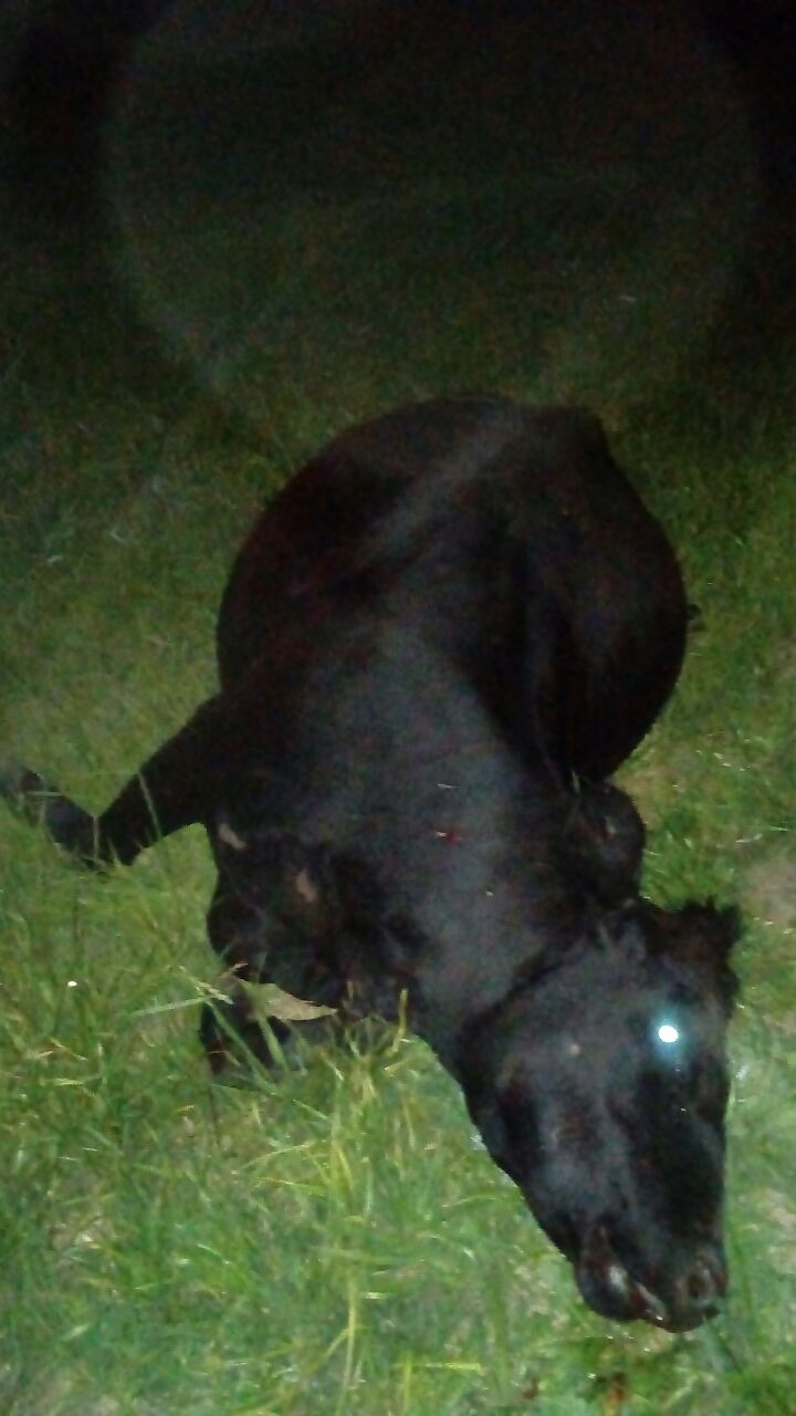 WhatsApp Image 2017-11-06 at 07.31.23