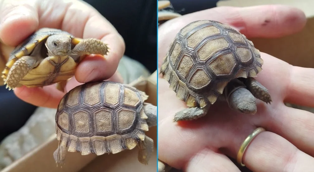 tortugas