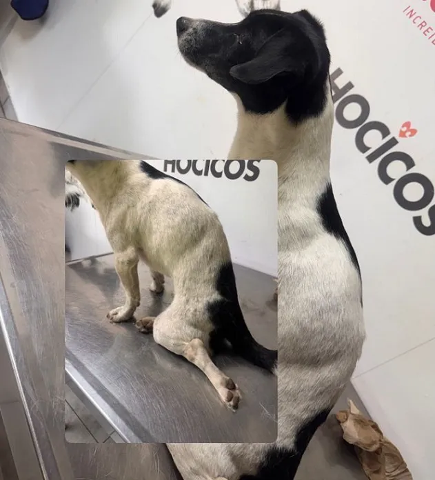 perro pirotecnia lesión