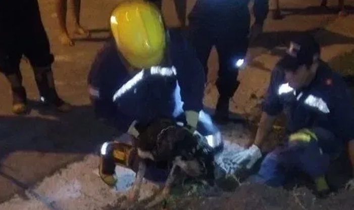 Dte. rescate perro