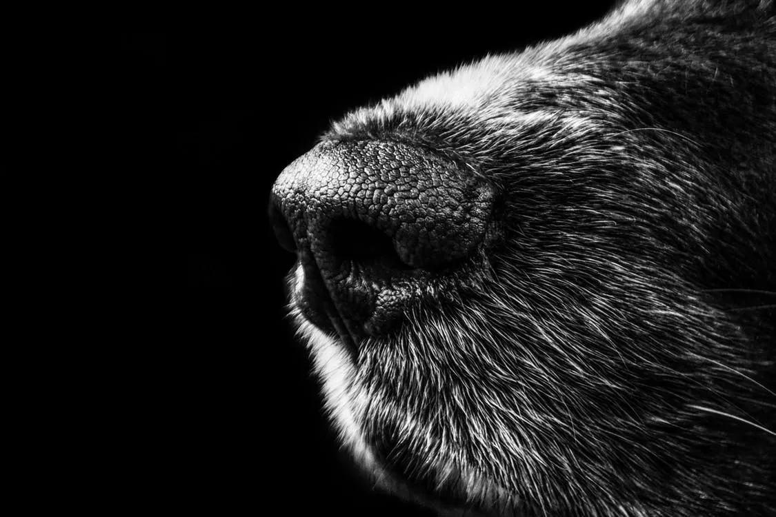 duelo-perro