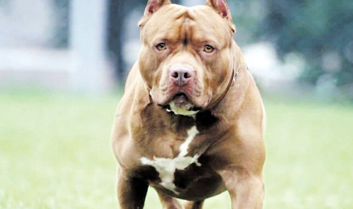 Pitbull