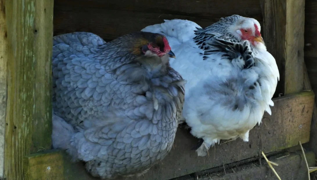 gallinas