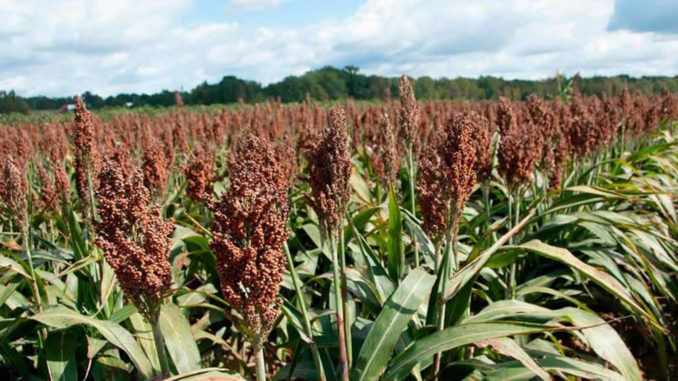 Sorgo