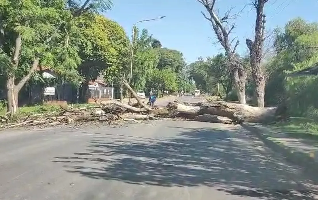 arbol parana
