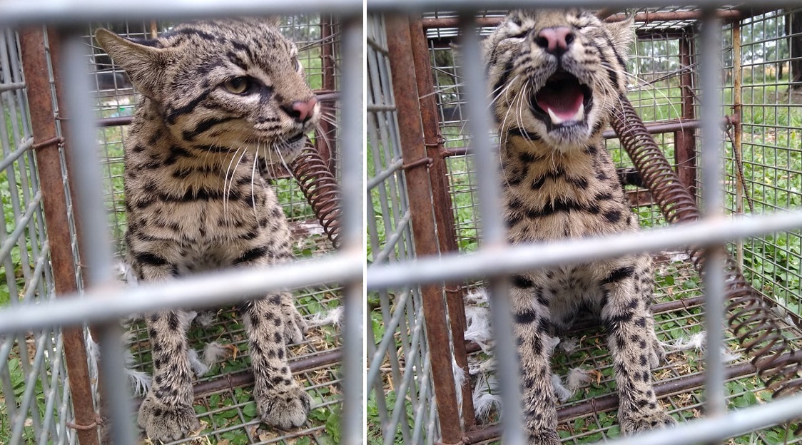 Gato montes pardo 01