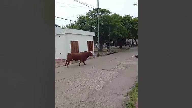 toro